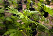 Could weed be used to treat period pain?