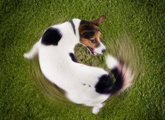 Is your dog just chasing its tail – or is it obsessive?