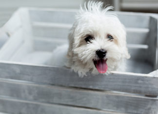 What You Need to Know About Crate Training