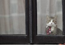 Study suggests cats accompanied us around the world for millenia