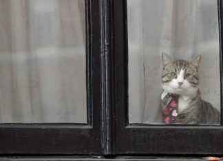 Study suggests cats accompanied us around the world for millenia