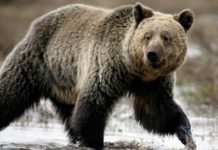 US rules to lift protections for Yellowstone grizzly bears