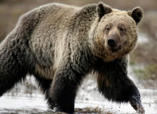 US rules to lift protections for Yellowstone grizzly bears