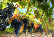 Wine continues to strengthen as an investment asset