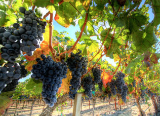 Wine continues to strengthen as an investment asset