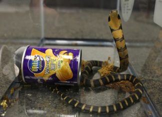 Man arrested for smuggling king cobras to the US in crisp canisters