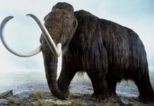 Mammoth task: billionaire Peter Thiel funded effort to resurrect woolly beast