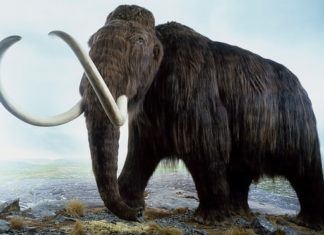 Mammoth task: billionaire Peter Thiel funded effort to resurrect woolly beast