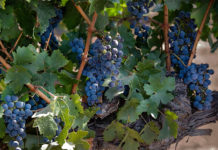 No more sour grapes – Temecula could be Californian wine’s latest success story