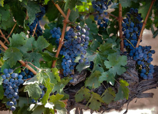 No more sour grapes – Temecula could be Californian wine’s latest success story