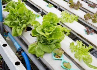 Get Growing With Hydroponic Gardening