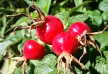 How to Make Your Own Rose Hips