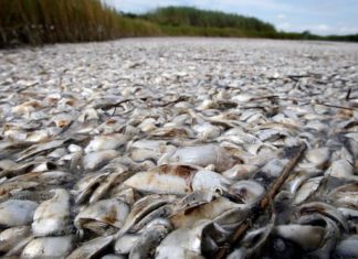 Industrial meat production is killing our seas. It’s time to change our diets