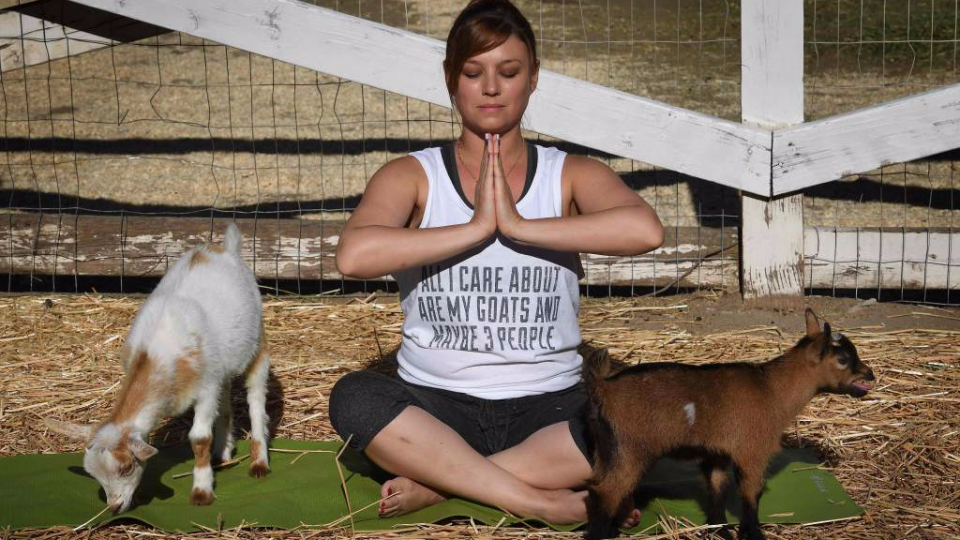 Goat yoga wows US devotees - Orbi News