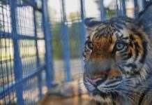 Animals saved from Aleppo zoo arrive in Jordan