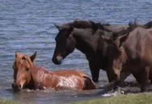 Key Mongolian freshwater source faces fuel contamination