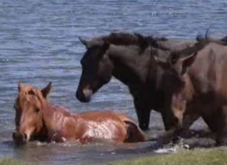 Key Mongolian freshwater source faces fuel contamination