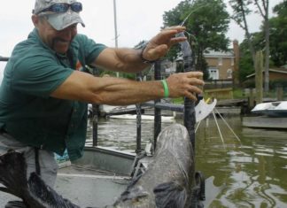 US chefs put northern snakehead on the menu