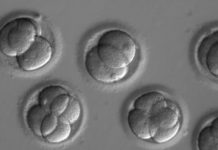 Altering human heredity? Researchers repair disease-causing gene