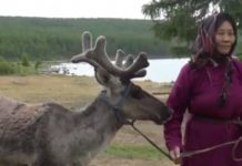 Mongolian reindeer herders’ way of life under threat