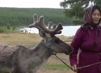 Mongolian reindeer herders’ way of life under threat