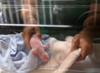French zoo celebrates its first panda birth