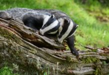Huge increase in badger culling will see up to 33,500 animals shot