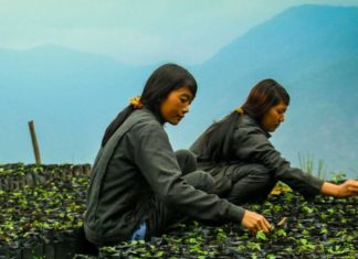 Hazelnuts With Impact