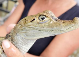 Amazon wildlife threatened by selfies