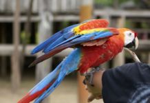 Iconic Amazonian wild animals are suffering for selfies