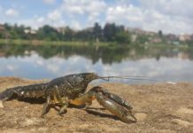 Mutant, all-female crayfish spreading rapidly through Europe can clone itself