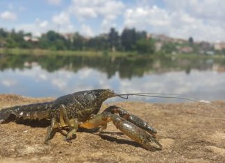 Mutant, all-female crayfish spreading rapidly through Europe can clone itself