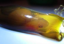 Life after death: how we hatched live shark pups from dead parents