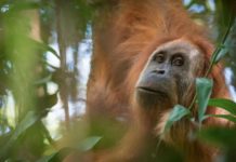 Police arrest five who killed orangutan in Borneo with airgun