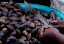 Cleaning snails proves lucrative for Cameroon woman