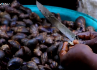 Cleaning snails proves lucrative for Cameroon woman