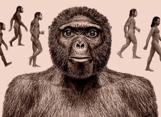 Tracing the tangled tracks of humankind’s evolutionary journey