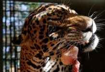 Animals at Venezuela’s zoos forced to feed on each other