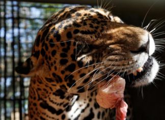 Animals at Venezuela’s zoos forced to feed on each other