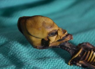 Genetic tests reveal tragic reality of Atacama ‘alien’ skeleton