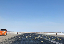Russian plane spills $368 million in gold and jewels all over Siberia
