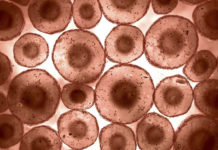 Study Finds that Fasting for 72 Hours Can Regenerate the Entire Immune System