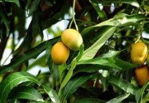 Boil Mango Leaves and Say Goodbye to Diabetes without Taking Any Medications!