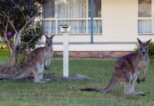 Australia plans to cull over one million kangaroos