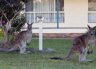 Australia plans to cull over one million kangaroos