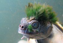 Green-haired turtle that breathes through its genitals added to endangered list