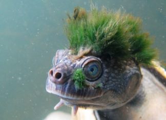 Green-haired turtle that breathes through its genitals added to endangered list