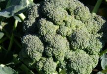 Compound found in broccoli, cabbage and avocado could slow down aging