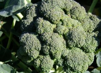 Compound found in broccoli, cabbage and avocado could slow down aging