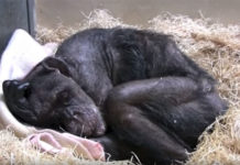 Mama, The 59-year Old Chimpanzee Who Captured Hearts Around The World